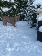 Pocket bully Dekreu, Dieren en Toebehoren, Reu, 1 tot 2 jaar, Parvo, Eén hond