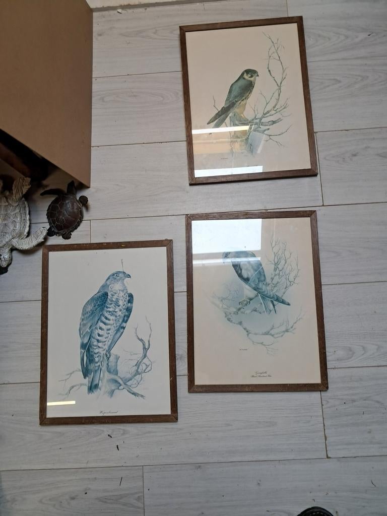 Roofvogels, Ophalen of Verzenden, Hout, Minder dan 50 cm, Minder dan 50 cm