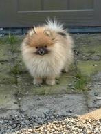Pomeriaan pupjes, Particulier, Keeshond, 8 tot 15 weken, Buitenland