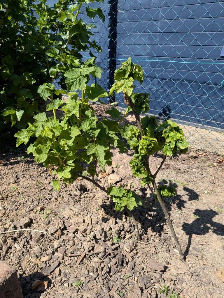 Aalbes rode bessen twee tuinplanten, Tuin en Terras, Ophalen, Minder dan 100 cm, Overige soorten, Zomer