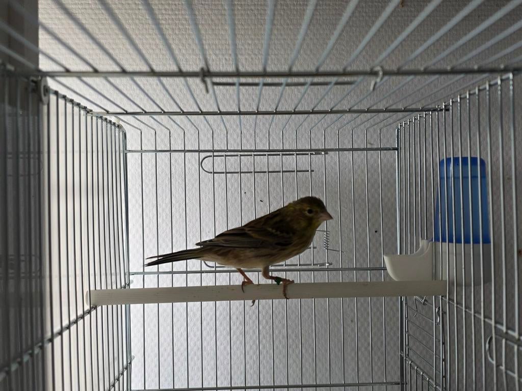 Kanarie man, Dieren en Toebehoren, Vogels | Kanaries, Mannelijk, Kleurkanarie