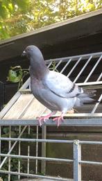 Postduif, Dieren en Toebehoren, Vogels | Duiven, Geslacht onbekend, Postduif