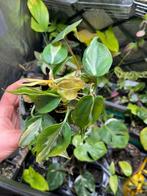 Philodendron creme splash, Huis en Inrichting, Kamerplanten, Ophalen of Verzenden, Overige soorten, Minder dan 100 cm