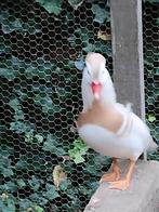 Watervogels Witte mandarijn, Dieren en Toebehoren, Pluimvee, Meerdere dieren, Eend