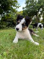 Border Collie Pups, Dieren en Toebehoren, Honden | Herdershonden en Veedrijvers, 8 tot 15 weken, Collie, CDV (hondenziekte), Meerdere