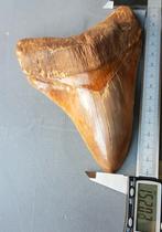 Megalodon tand 15,2cm! Solide & authentieke wortel, Ophalen of Verzenden
