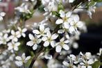 Amelanchier lamarckii - Krent , krentenstruik, Tuin en Terras, Ophalen, Overige soorten, Struik