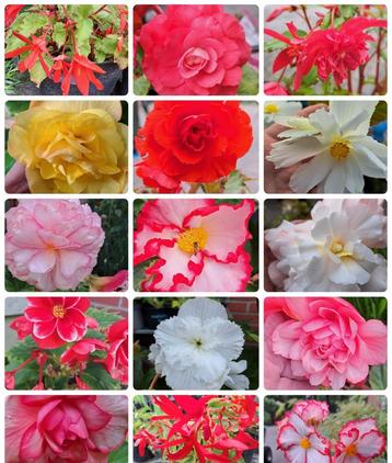 Zaden begonia mix beschikbaar voor biedingen