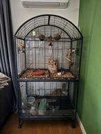 Kakariki, 2 kooien en volledige vogelset, Ophalen, Zo goed als nieuw, Aluminium, Vogelkooi