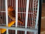 Mozaïek kanarie bastaard 2025, Dieren en Toebehoren, Vogels | Kanaries, Mannelijk, Bastaard