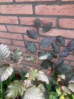 Beuken boompje rood, 0,7M, Tuin en Terras, Planten | Bomen, Ophalen, Overige soorten