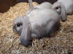 Hangoor konijntjes, Dieren en Toebehoren, Konijnen, Mannelijk, Hangoor