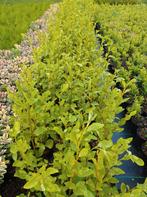 Griselinia haagplanten. Soortgelijk blad als Prunus. P9, Overige soorten, Vaste plant, Ophalen of Verzenden, Halfschaduw
