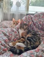 Twee lieve, onafscheidelijke zusjes zoeken een nieuw thuis, Poes