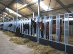 48. Loopstal paard | vrijloopstal | groepshuisvesting paard, Stalling, 4 paarden of pony's of meer