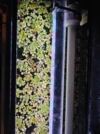Salvinia drijfplantjes, Dieren en Toebehoren, Ophalen, Zo goed als nieuw