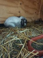 Nederlandse dwerg hangoortjes, Dieren en Toebehoren, Vrouwelijk, Dwerg, Hangoor, 0 tot 2 jaar