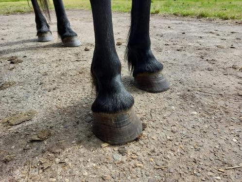Hoefsmid bekapper aangeboden, Dieren en Toebehoren, Paarden en Pony's | Verzorgingsproducten, Nieuw, Ophalen