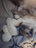 Siberische kittens Neva Masquerade, Meerdere dieren, Gechipt, 0 tot 2 jaar