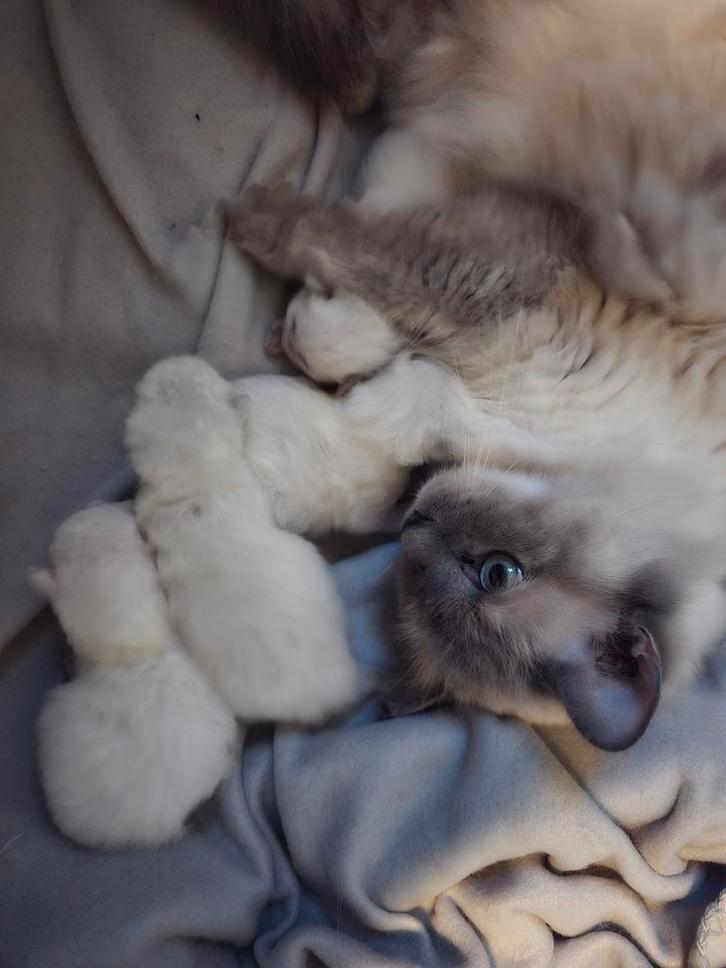 Siberische kittens Neva Masquerade, Dieren en Toebehoren, Katten en Kittens | Raskatten | Langhaar, Meerdere dieren, 0 tot 2 jaar