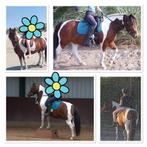 Leuke C-pony zoekt verzorger/ruiter sprang-Capelle, Dieren en Toebehoren, Paarden en Pony's | Overige Paardenspullen, Ophalen