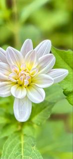 Dahlia 29, Tuin en Terras, Ophalen, Zomer, Overige soorten, Volle zon