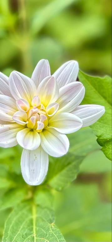 Dahlia 29 beschikbaar voor biedingen