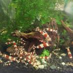 Crystal red PRL(tiger tooth), Dieren en Toebehoren, Kreeft, Krab of Garnaal