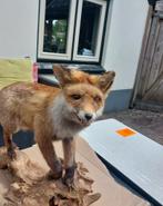 Opgezette vos - Taxidermie, Verzamelen, Dierenverzamelingen, Ophalen, Nieuw, Wild dier, Opgezet dier