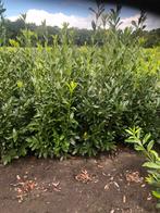 Te koop : Prunus laur.Caucasia , laurier 180/200 cm, Tuin en Terras, Planten | Struiken en Hagen, Ophalen, Laurier, 100 tot 250 cm