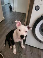 Lieve Amerikaanse stafford x bully, Parvo, 15 weken tot 1 jaar, American Staffordshire Terriër, Teef