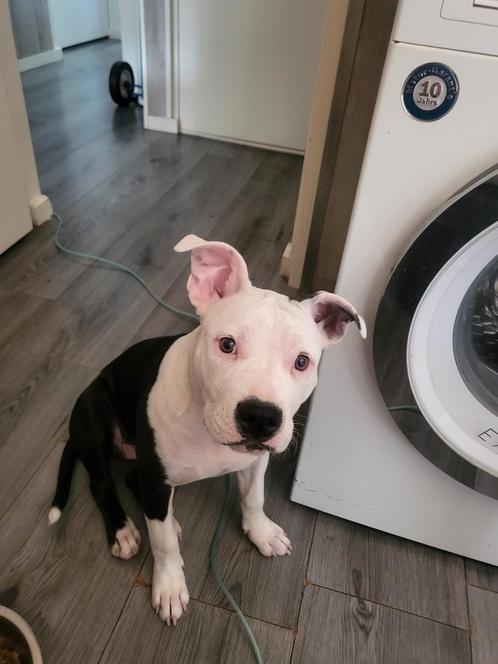 Lieve Amerikaanse stafford x bully, Dieren en Toebehoren, Honden | Jack Russells en Terriërs, Teef, American Staffordshire Terriër