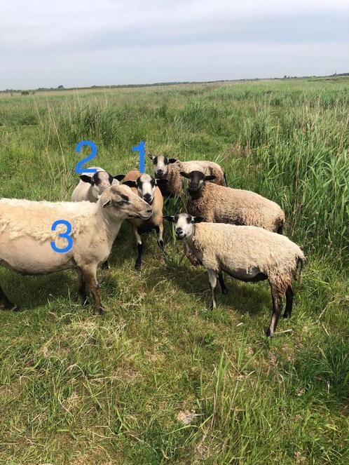 Rammen Maasduinenschaap, Dieren en Toebehoren, Schapen, Geiten en Varkens, Schaap, Mannelijk, 0 tot 2 jaar