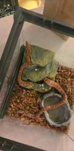 Pantherophis guttatus korenslang vrouw, Dieren en Toebehoren, Hagedis, 0 tot 2 jaar