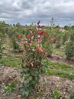 Photinia, Ophalen, Overige soorten, Haag, 100 tot 250 cm