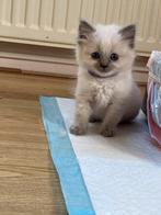 Nog 2 raszuivere ragdoll katertjes beschikbaar, Dieren en Toebehoren, Katten en Kittens | Raskatten | Langhaar, Kater