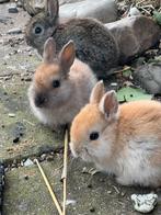 Jonge konijntjes 8 weken oud., Meerdere dieren