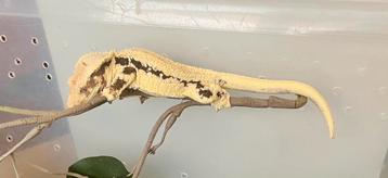 Extreem Lilly white wimpergekko, ciliatus beschikbaar voor biedingen