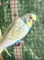 Mooie parkiet (man), Dieren en Toebehoren, Vogels | Parkieten en Papegaaien, Mannelijk, Parkiet