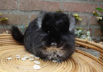 Chinchilla: Black Pearl Angora vrouw (Legaal) beschikbaar voor biedingen