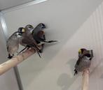 Ceresamadines koppel, Dieren en Toebehoren, Vogels | Overige Vogels, Meerdere dieren, Tropenvogel