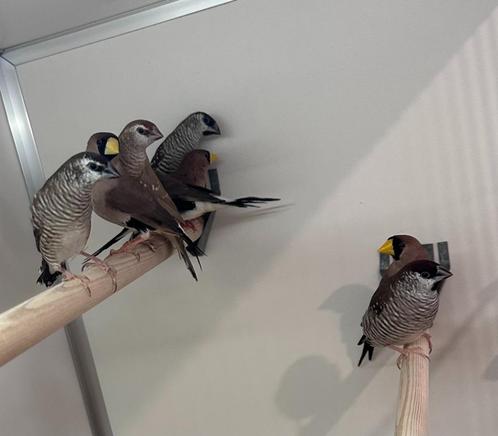 Ceresamadines koppel, Dieren en Toebehoren, Vogels | Overige Vogels, Tropenvogel, Meerdere dieren