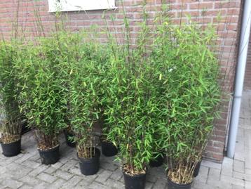 Fargesia Nitida Black Pearl, niet woekerende bamboe!!! beschikbaar voor biedingen