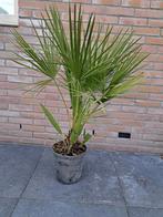Chamaerops humilis, Ophalen of Verzenden