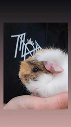 Cavia zeugje 3 maanden oud, Dieren en Toebehoren, Knaagdieren, Augustus, Vrouwelijk, Cavia