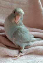 Kakariki man, Dieren en Toebehoren, Mannelijk, Parkiet, Geringd