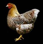 Gezocht: moederhoenen, Meerdere dieren, Kip