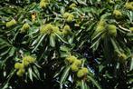 Tamme kastanje bomen Castanea sativa kastanjeboom, Minder dan 100 cm, Lente, Overige soorten, Ophalen of Verzenden