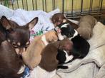 Mooi en liefde mini chihuahua kort haar nog 2 teefje, Dieren en Toebehoren, Honden | Chihuahua's en Gezelschapshonden, 8 tot 15 weken
