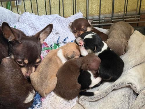 Mooi en liefde mini chihuahua kort haar nog 2 teefje, Dieren en Toebehoren, Honden | Chihuahua's en Gezelschapshonden, Meerdere dieren